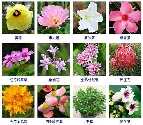 花名 意思|200种花卉名称大全及代表花语